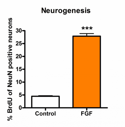 Neurogenesis_Figure