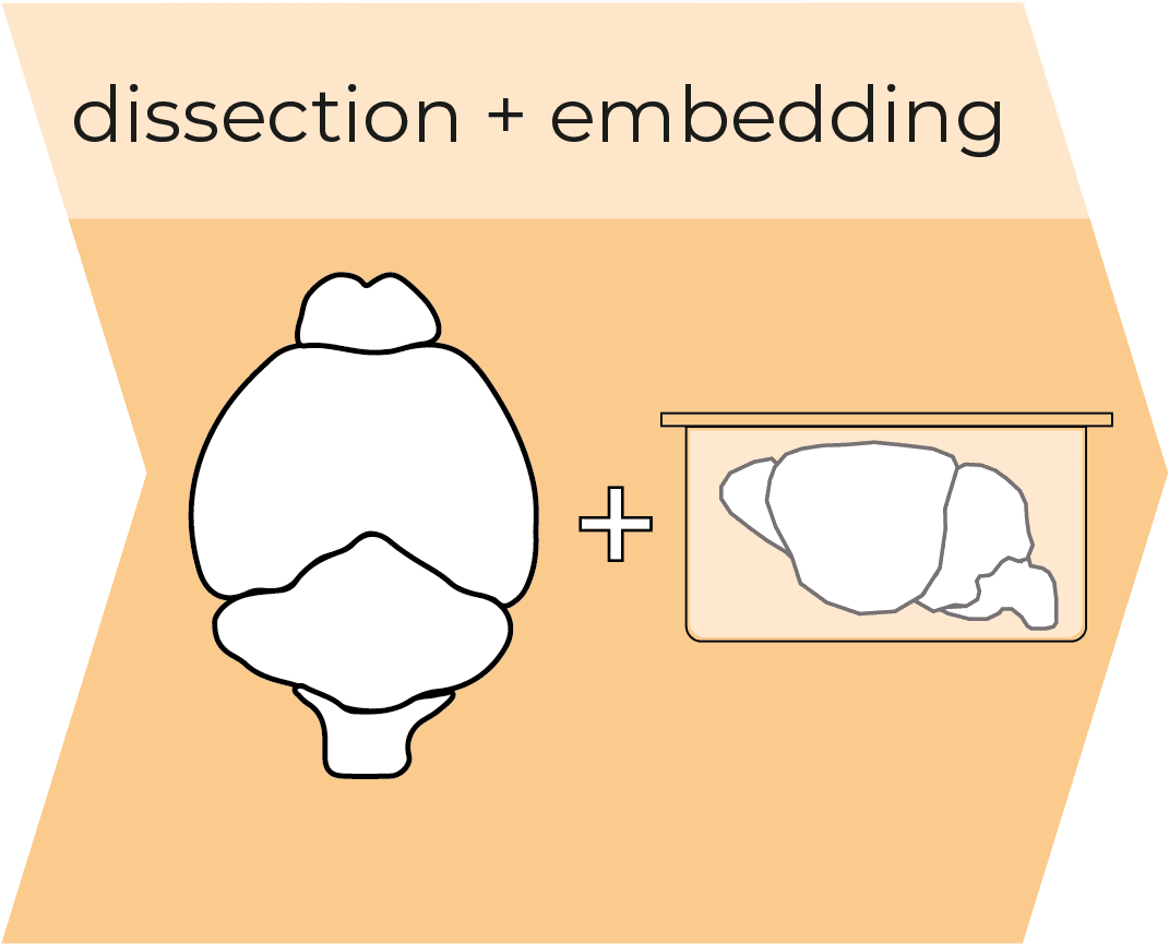 Dissection-embedding