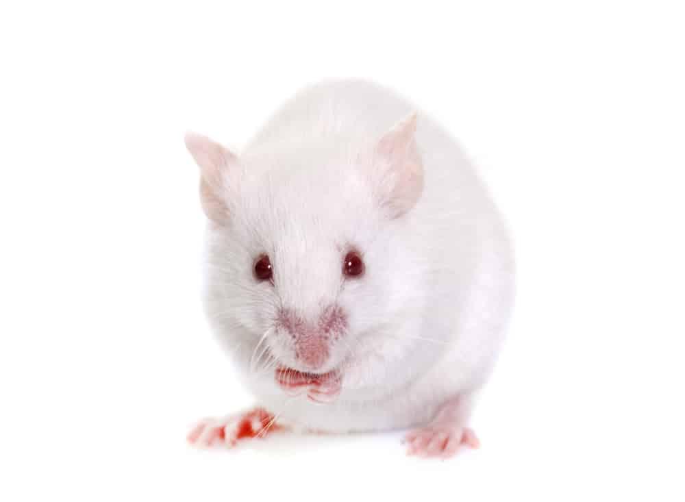 White mouse on white backdrop