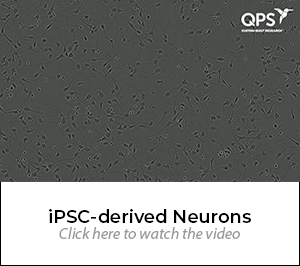 iPSC-derived-Neurons